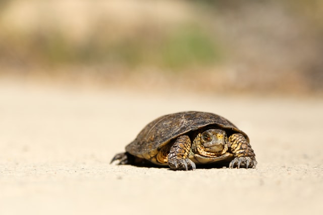 Nivo znanja engleskog se unapređuje brže nego što kornjača stiže do svog cilja